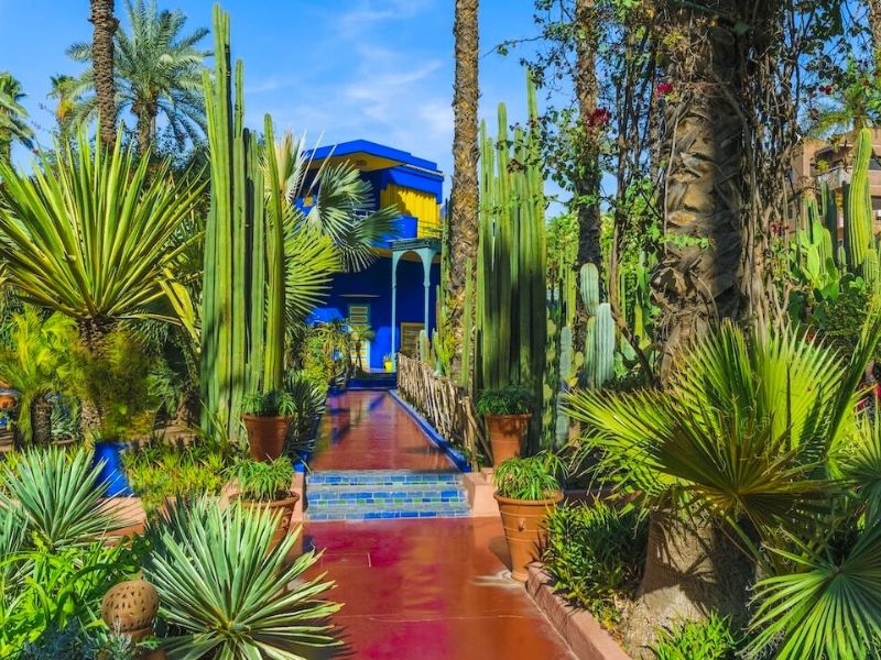 A vibrant pathway lined with lush greenery and cacti leads to a blue and yellow building in the Majorelle Garden, Marrakesh.