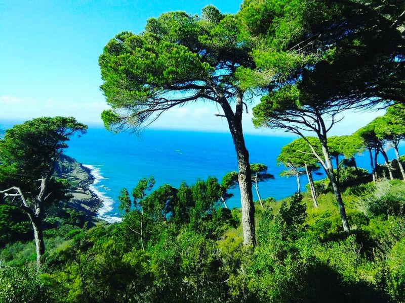 A scenic view of the coastline of Tangier, Morocco, featuring lush green trees overlooking the blue sea and a clear sky.