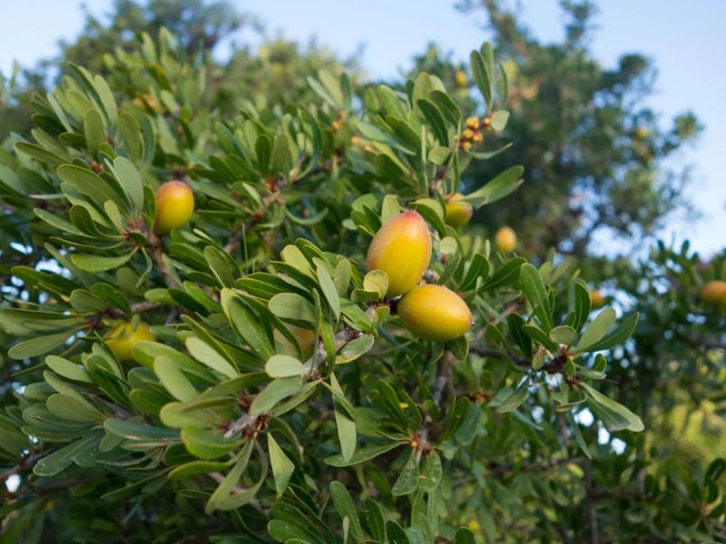 Close-up of the Argan tree's branches with yellow-green fruits, showcasing its lush green leaves under a clear sky.