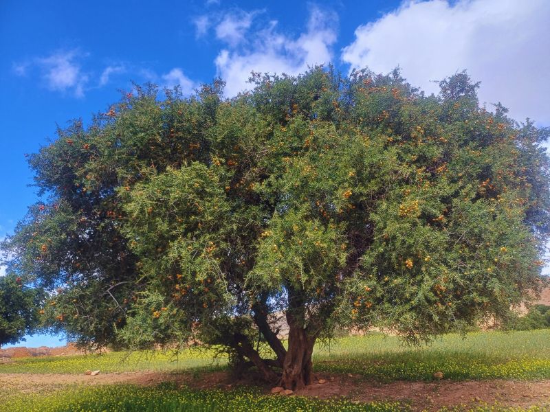 A mature Argan tree with dense green foliage and yellow-green fruits, set against a blue sky and grassy landscape in southwestern Morocco.