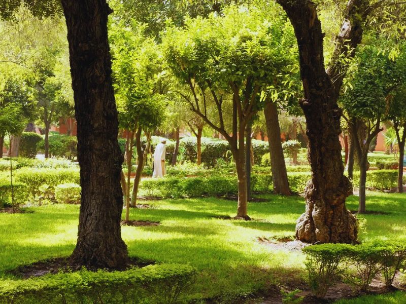 A serene view of Arsat Moulay Abdessalam Garden in Marrakesh, showcasing lush greenery, trimmed hedges, and trees. A person in traditional attire walks through the garden, highlighting the blend of nature and culture.