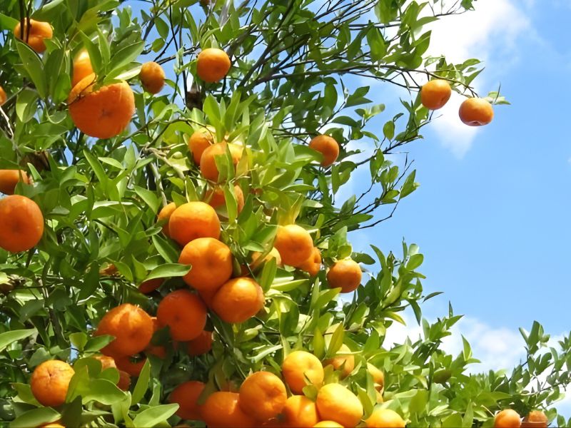 A close-up view of a citrus tree laden with ripe oranges against a blue sky.