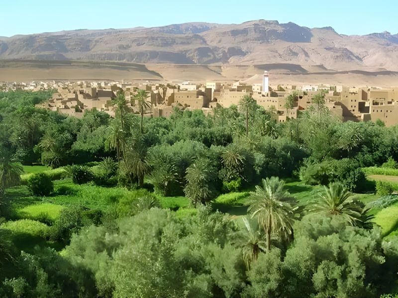 A panoramic view of the Tafilalt oasis in Morocco, showcasing lush palm groves and a backdrop of rugged mountains.