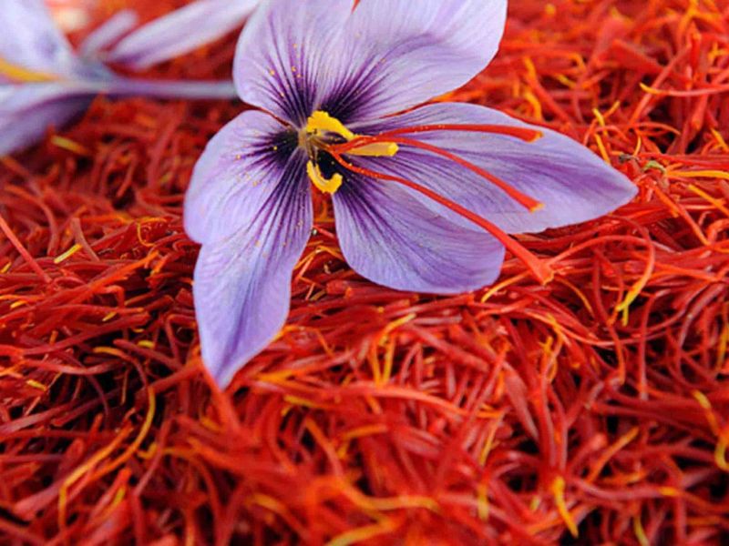A close-up image of a delicate purple Crocus sativus flower surrounded by vibrant red saffron threads, highlighting the source of Moroccan saffron.