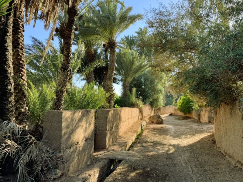 A serene dirt path lined with tall palm trees and lush greenery, framed by earthen walls under a clear blue sky.
