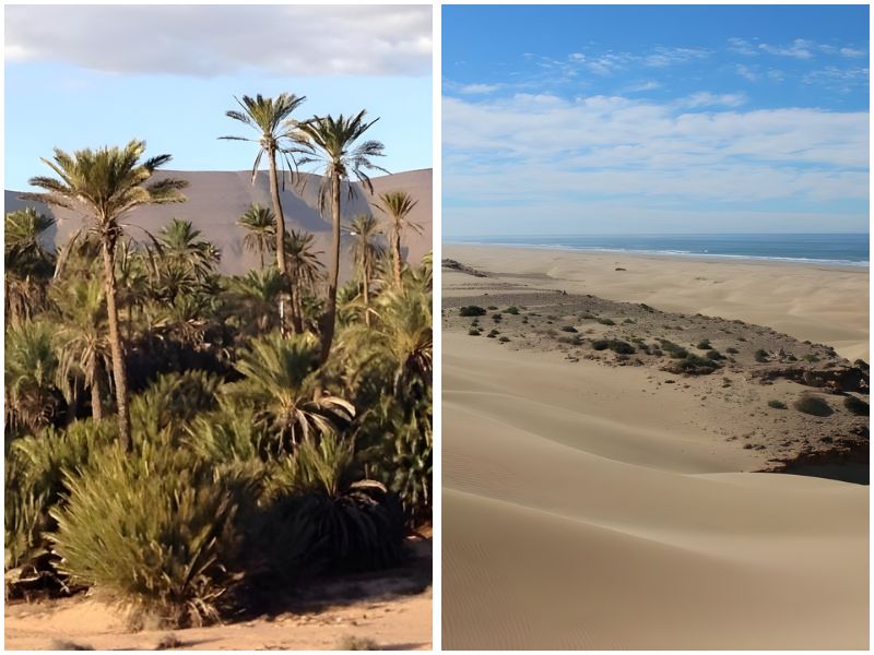 Left side: Lush oasis with tall palm trees and greenery in a desert landscape. Right side: Expansive sandy desert meeting the ocean under a blue sky.