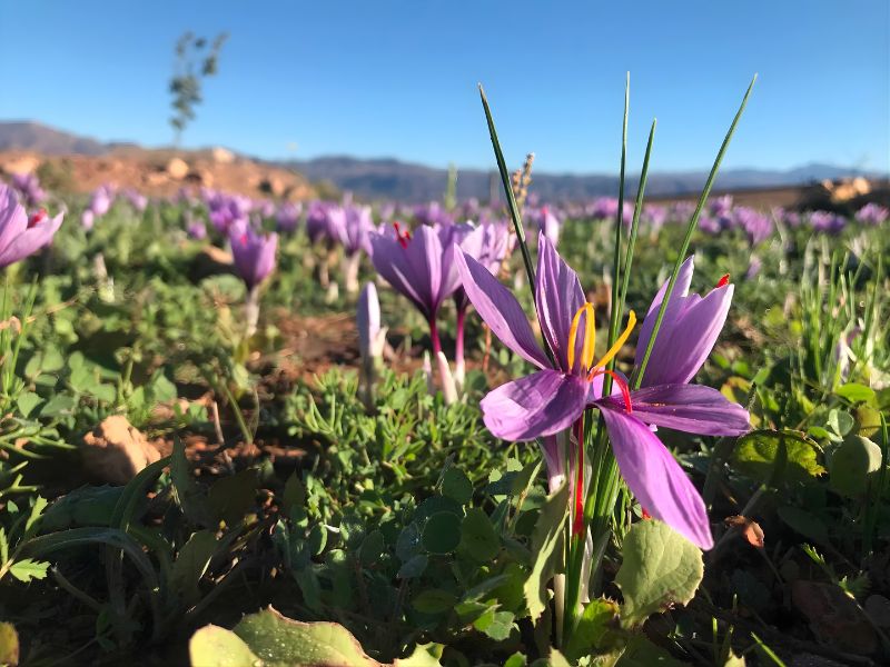 Close-up of purple saffron flowers growing in a field, with green grass and mountains in the background under a clear blue sky.