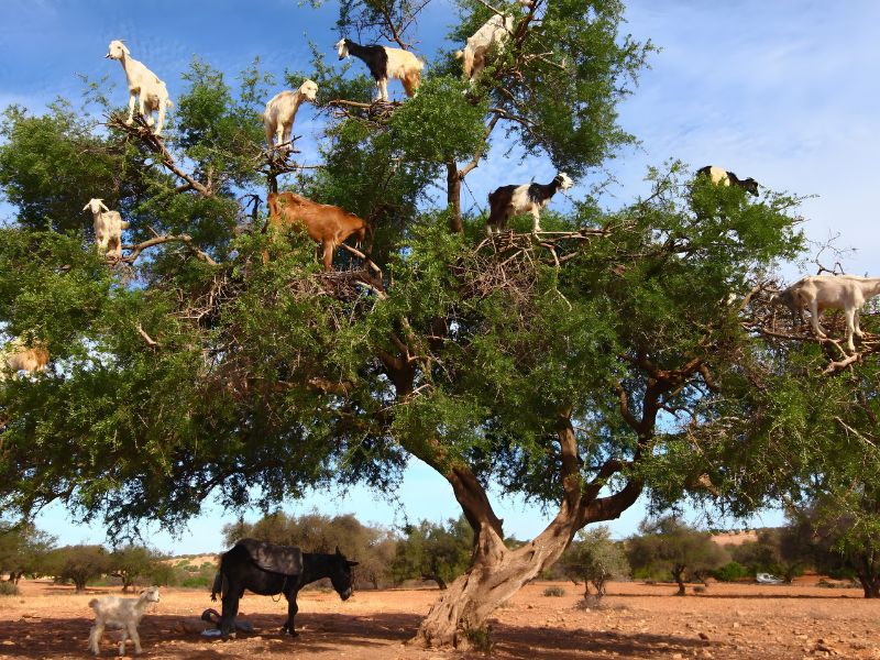 A herd of goats is seen climbing and resting on branches of a tree, with a black horse and a smaller goat on the ground beneath.