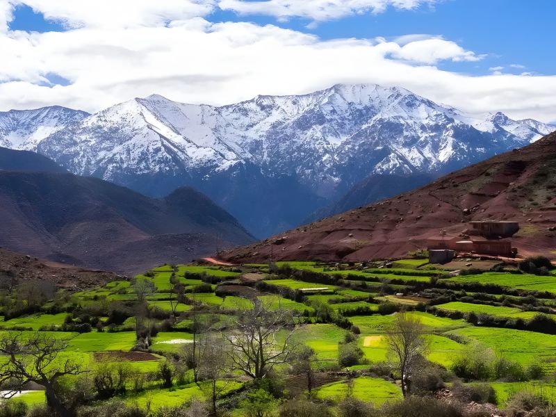 Scenic view of snow-capped mountains in the background with lush green fields and sparse trees in the foreground.