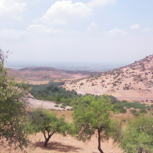 🌿 Aït Attab: The Red Earth & Silver Leaves of the&nbsp;Atlas