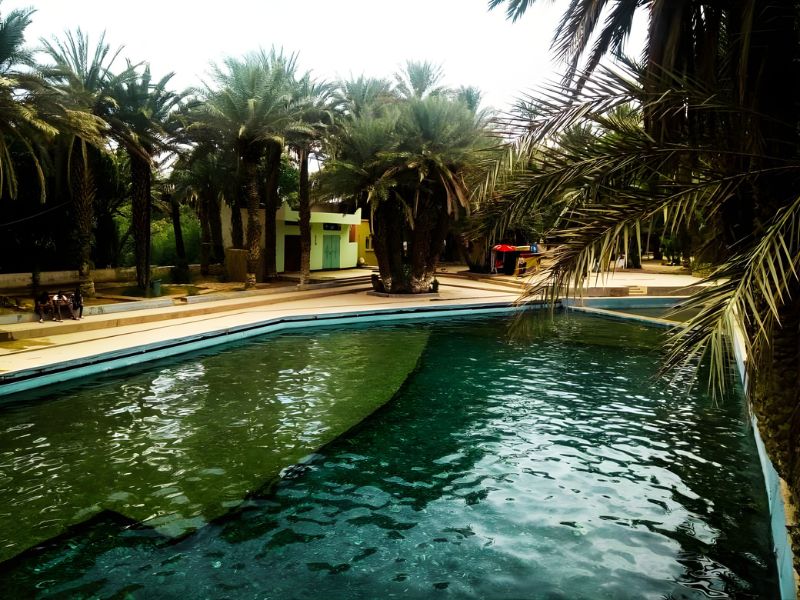 Outdoor swimming pool surrounded by lush palm trees at an oasis.