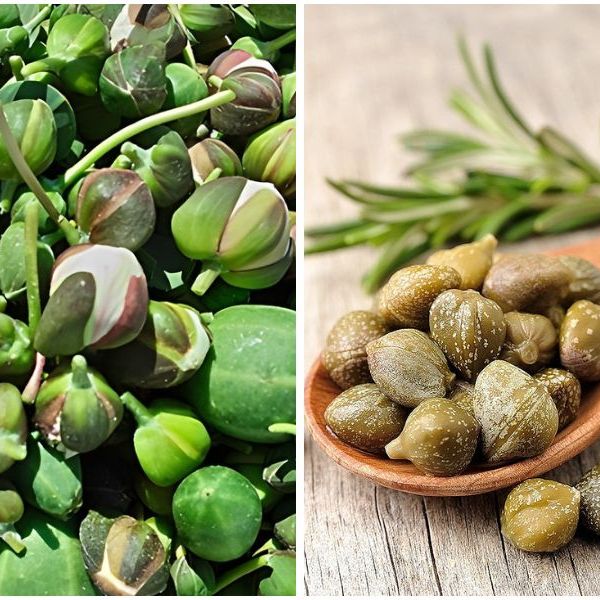 🌿 Moroccan Capers: Discover the World’s Finest Salty&nbsp;Treasure