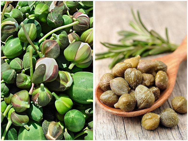 Fresh green capers on the left and pickled capers in a wooden spoon on the right with rosemary in the background